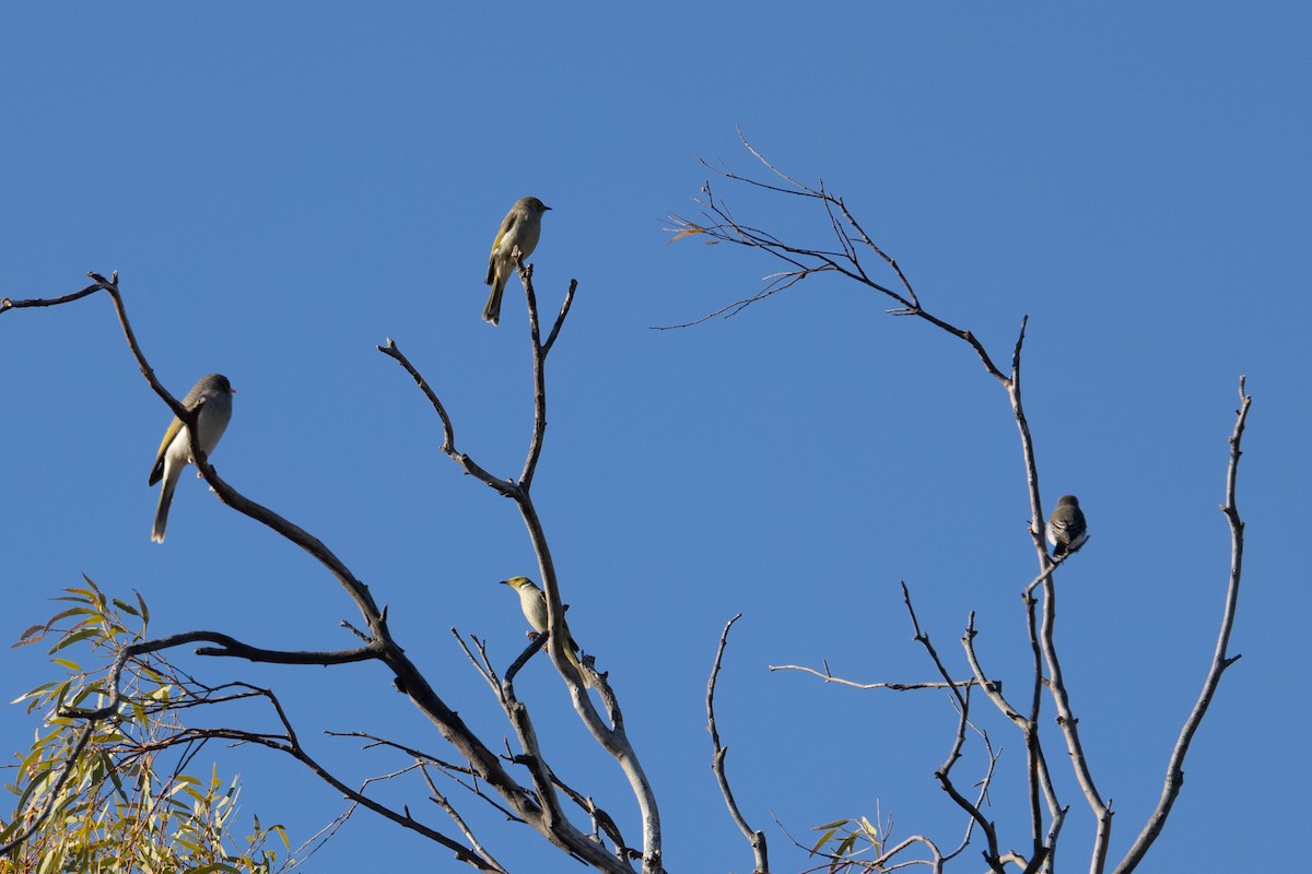 White-plumed Honeyeater - Richard and Margaret Alcorn