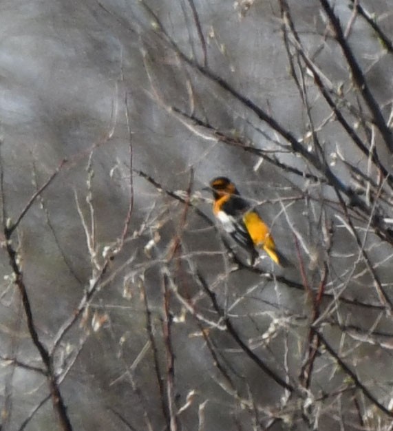 Bullock's x Baltimore Oriole (hybrid) - Jack  Bushong