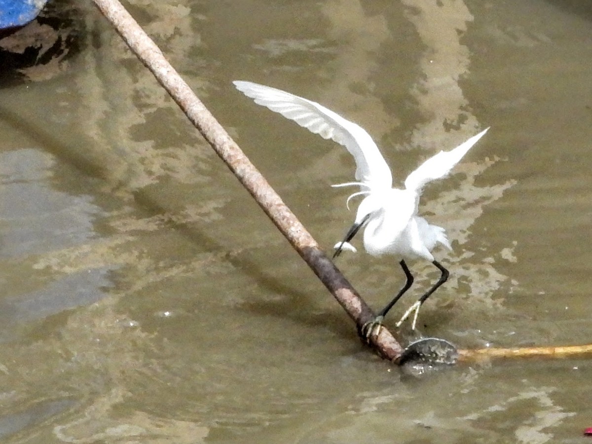 Little Egret - ML618948292