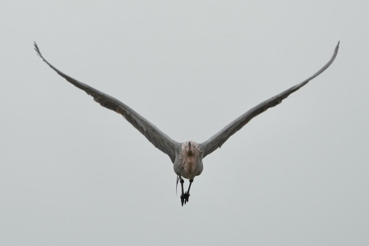 Reddish Egret - Tom Cassaro