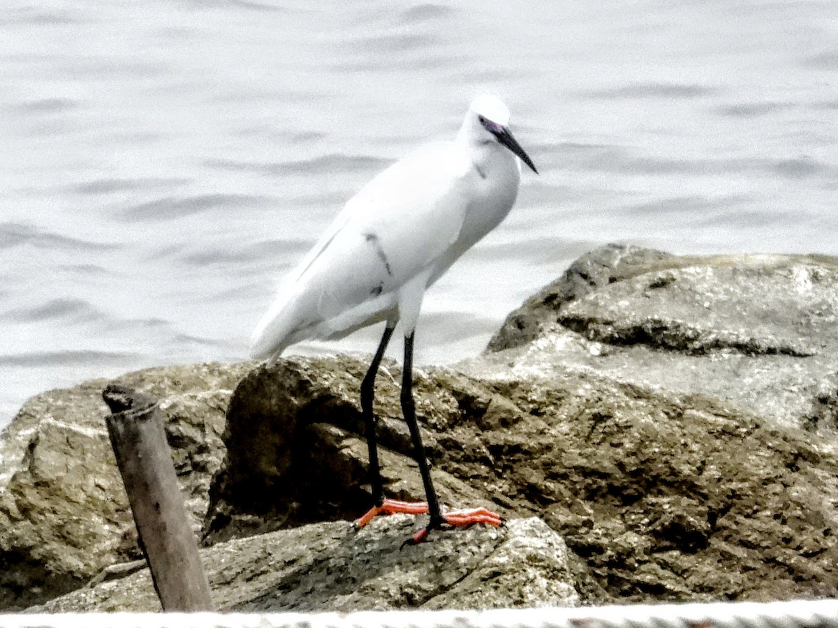 Little Egret - ML618948296