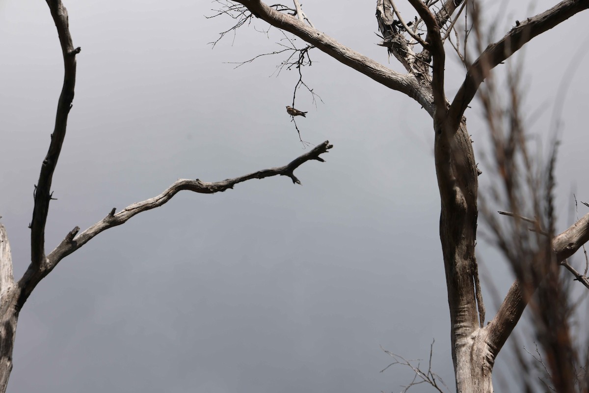 Golondrina Arborícola - ML618948300