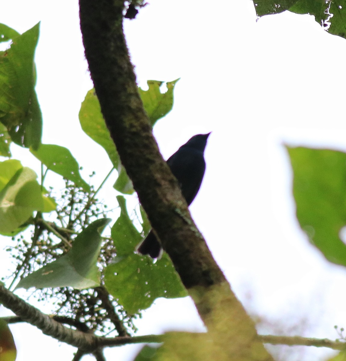 Nilgiri Flycatcher - Afsar Nayakkan