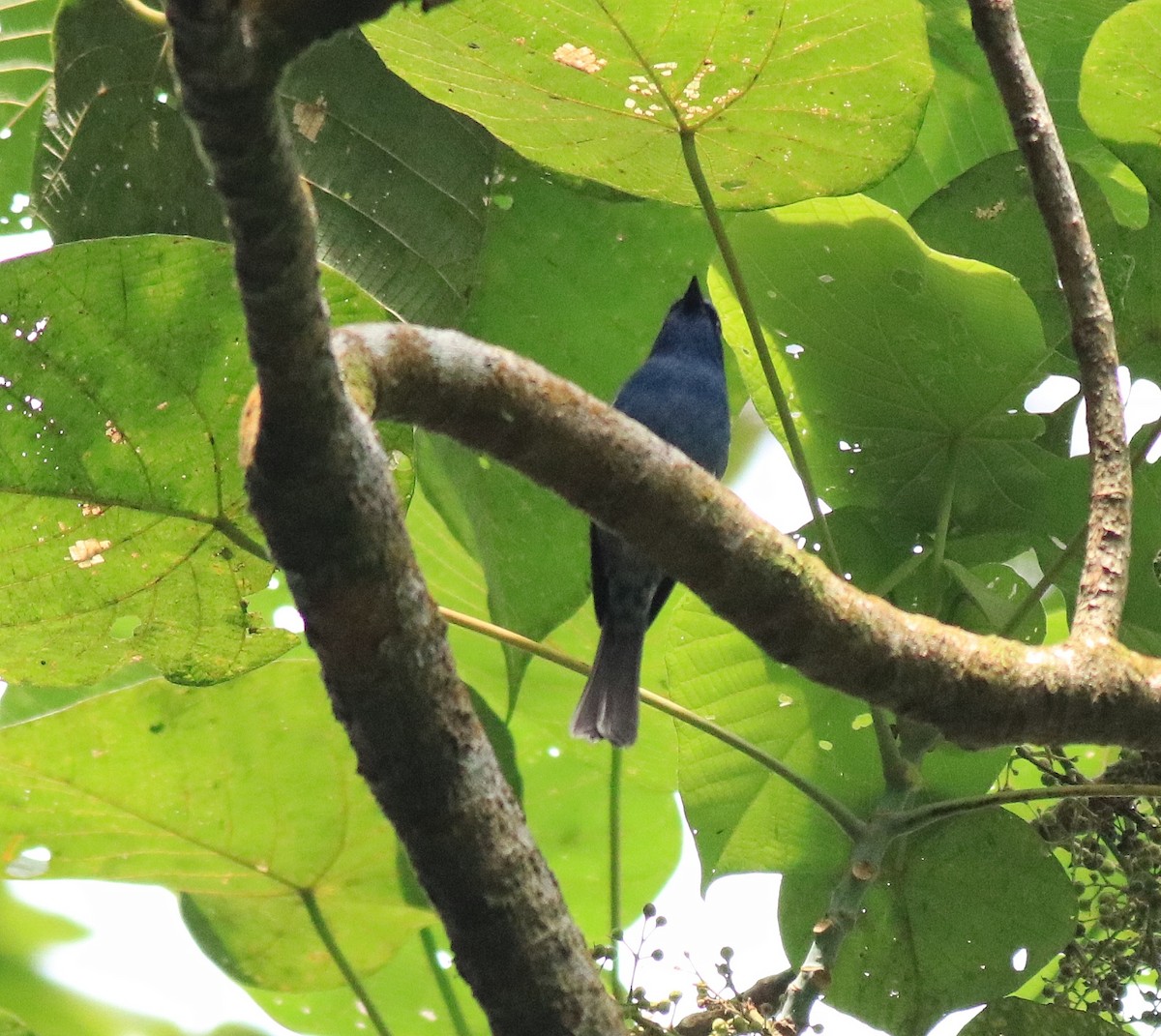 Nilgiri Flycatcher - Afsar Nayakkan