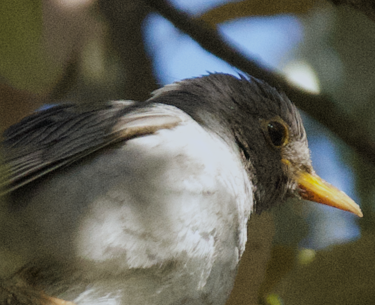 Tickell's Thrush - Sahil 🐧