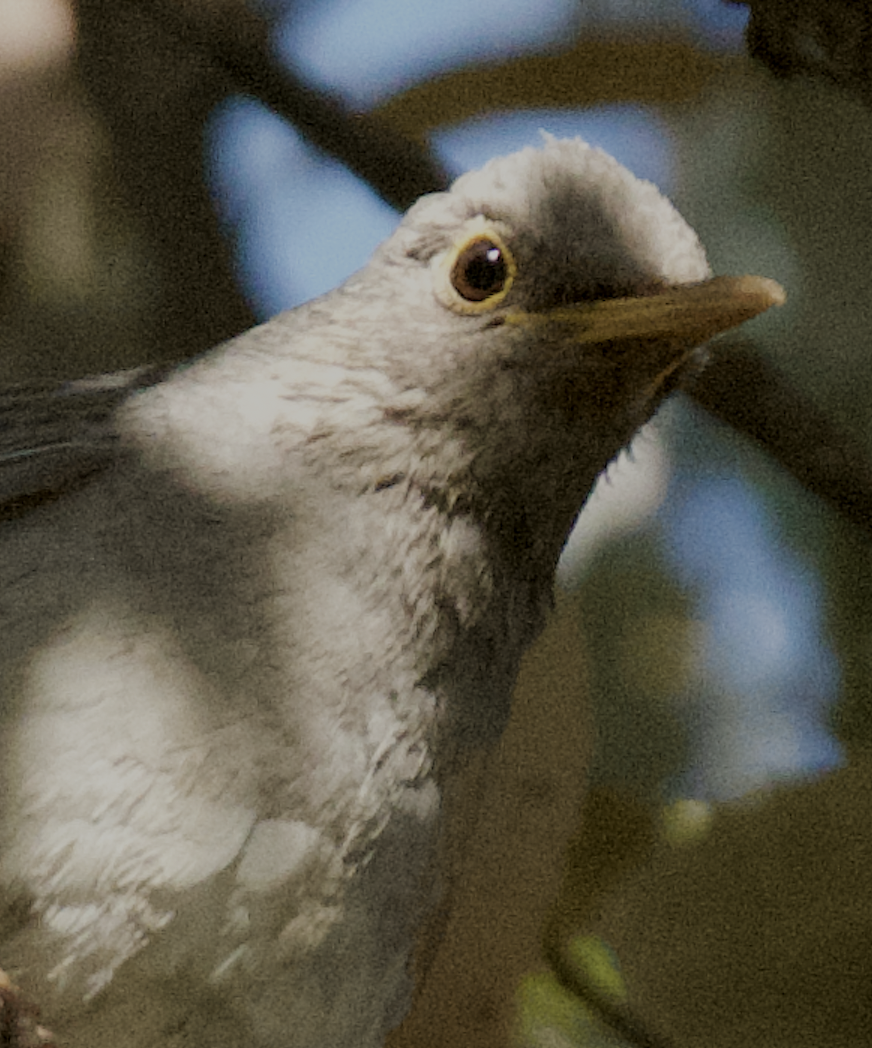 Tickell's Thrush - Sahil 🐧