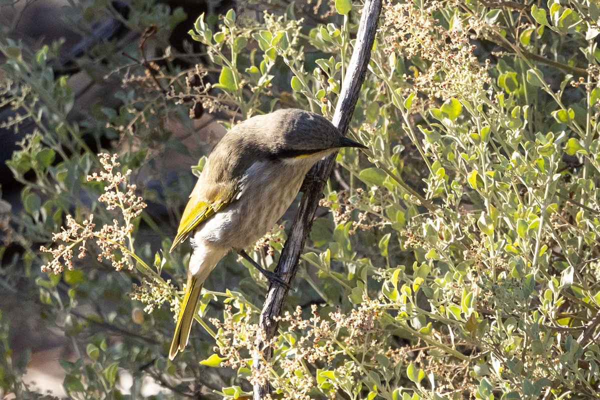 Singing Honeyeater - Richard and Margaret Alcorn