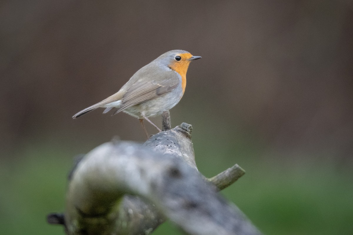 European Robin - Guido Van den Troost