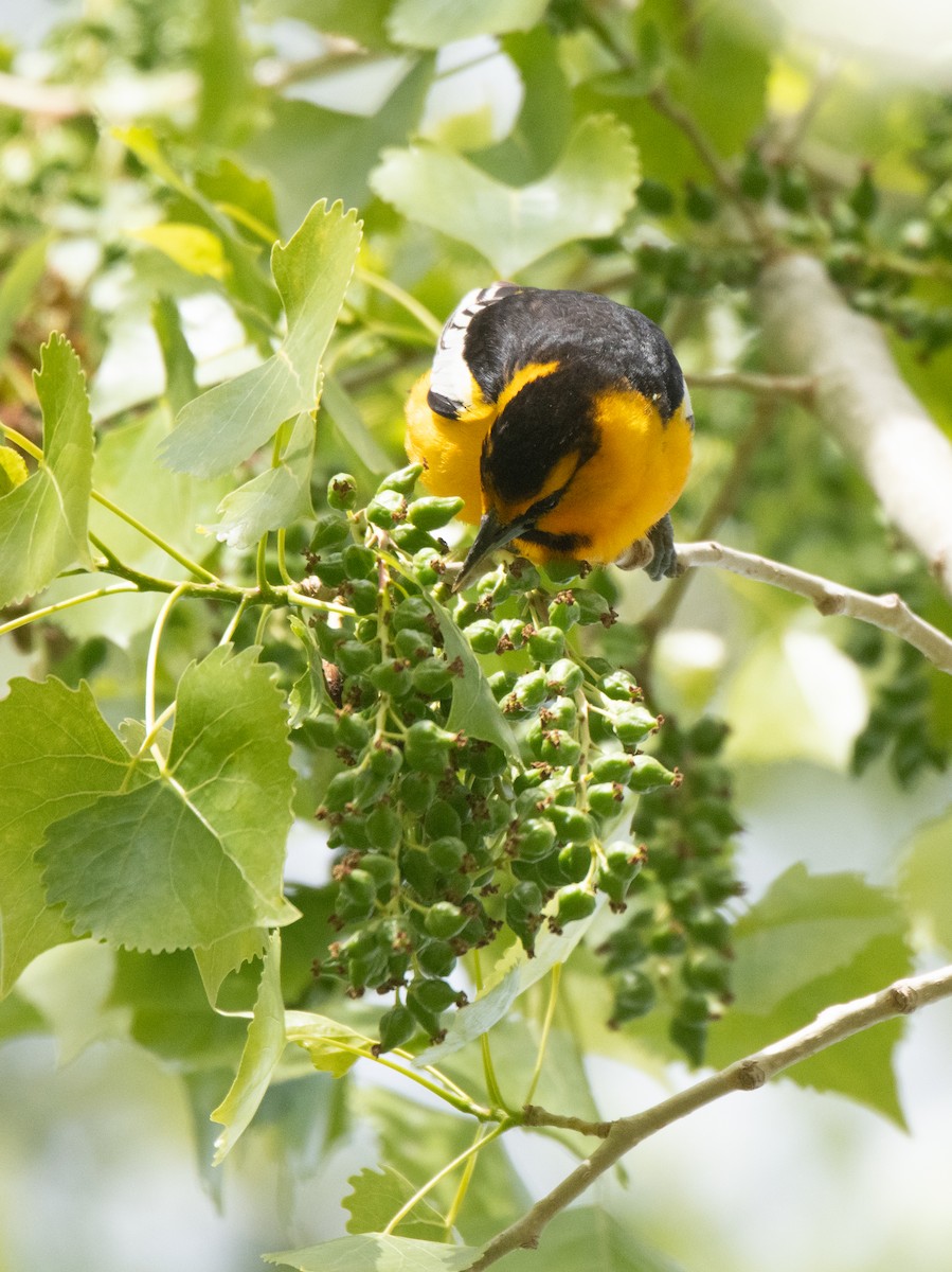 Bullock's Oriole - Esther Sumner