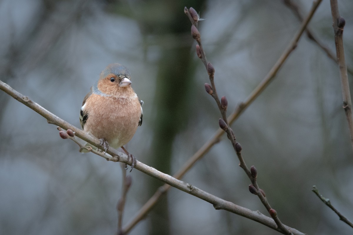 Common Chaffinch - Guido Van den Troost