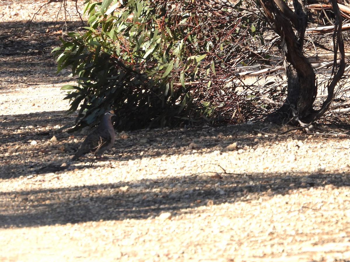 Common Bronzewing - Joanne Thompson