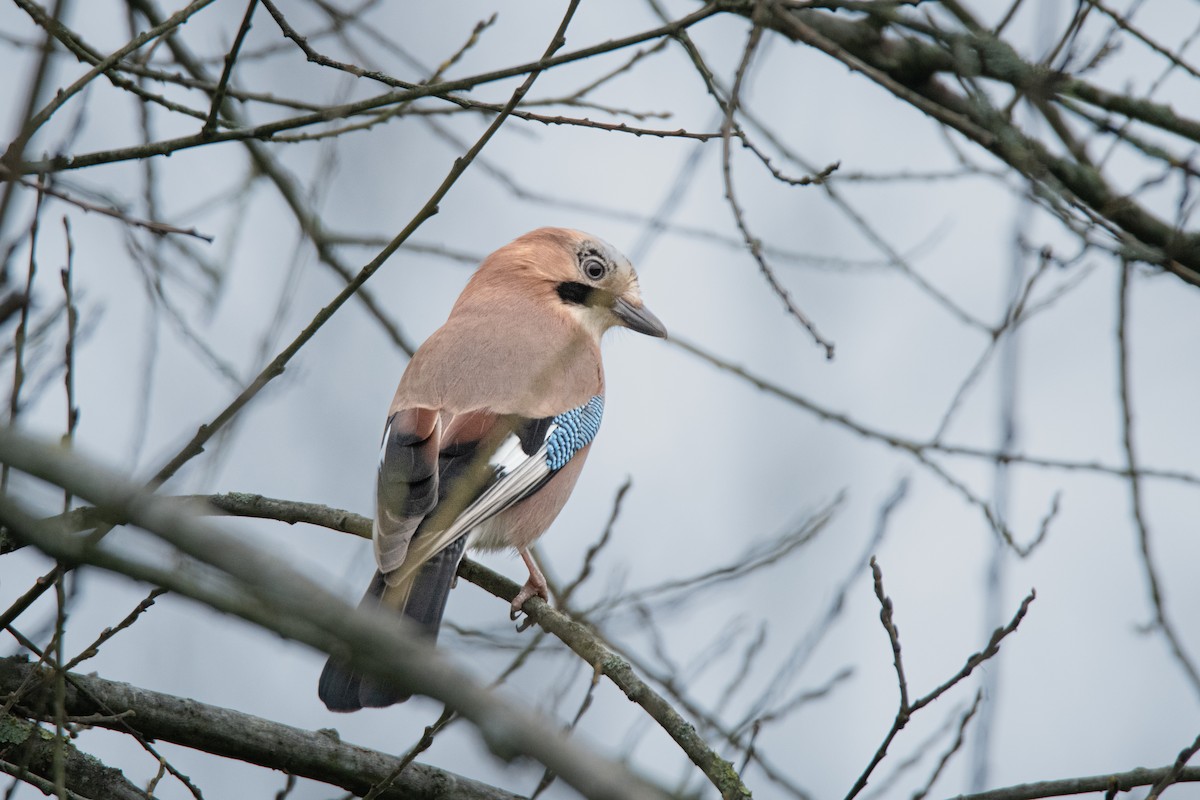 Eurasian Jay - Guido Van den Troost