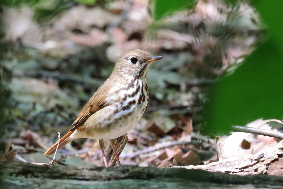 Hermit Thrush - Scott Eaton