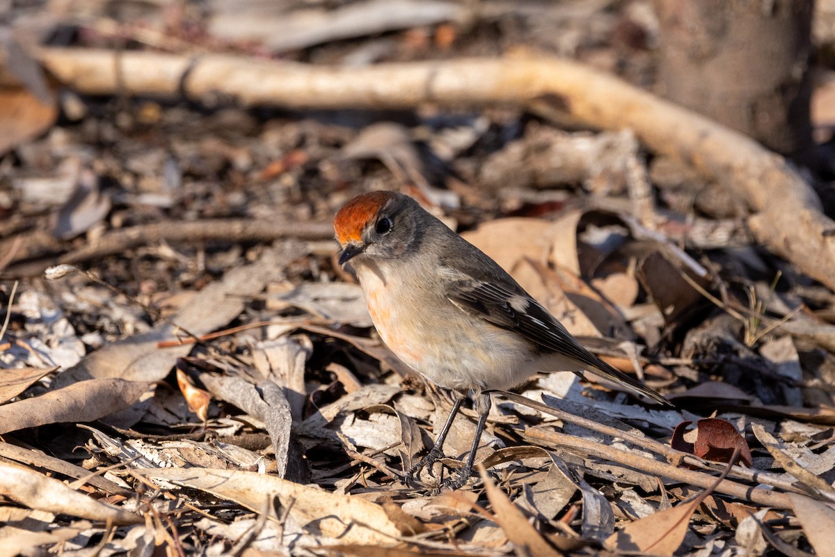 Red-capped Robin - Richard and Margaret Alcorn