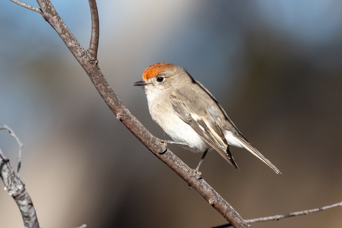 Red-capped Robin - Richard and Margaret Alcorn