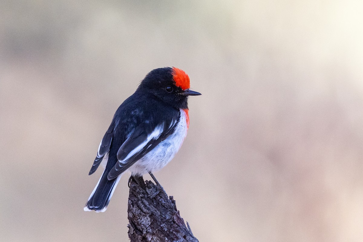 Red-capped Robin - Richard and Margaret Alcorn