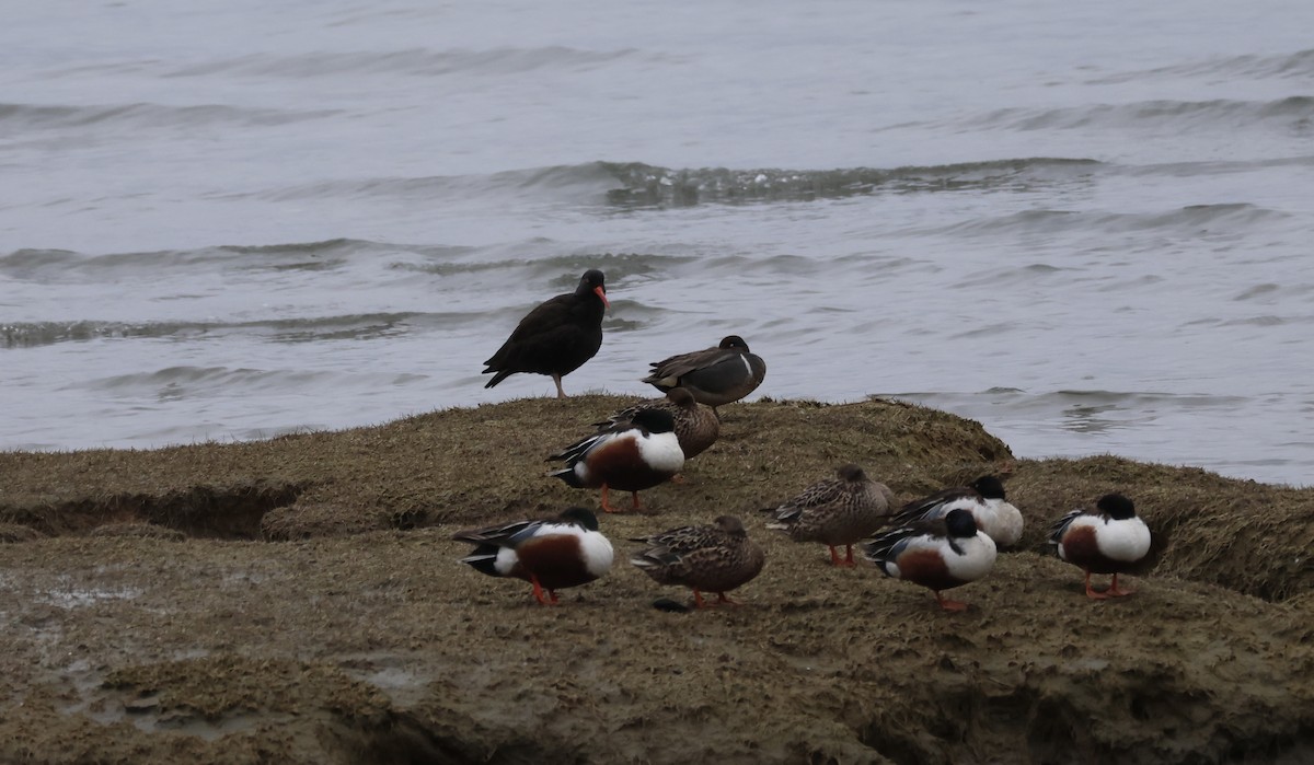 Black Oystercatcher - ML618948387