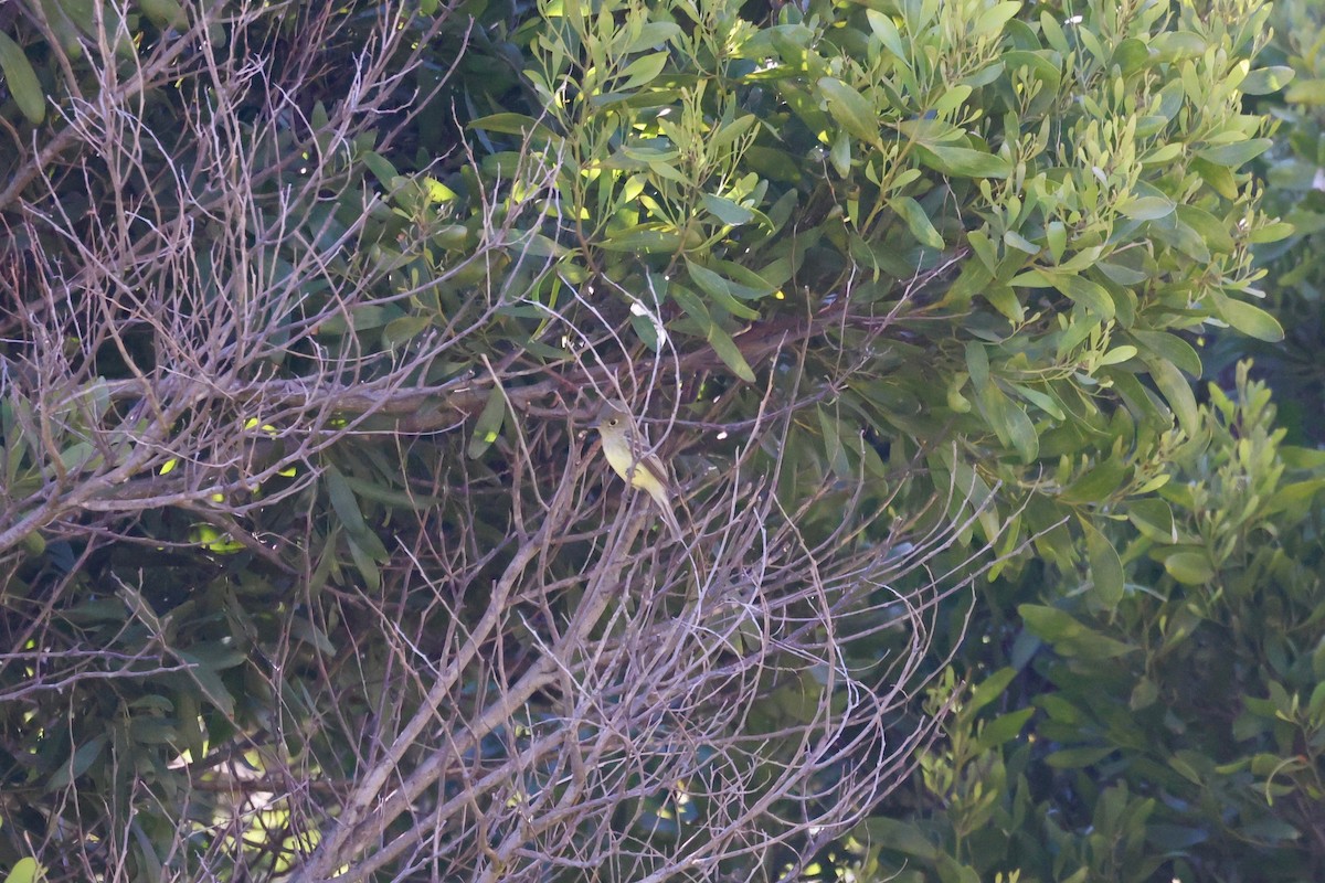 Ash-throated Flycatcher - vijay t