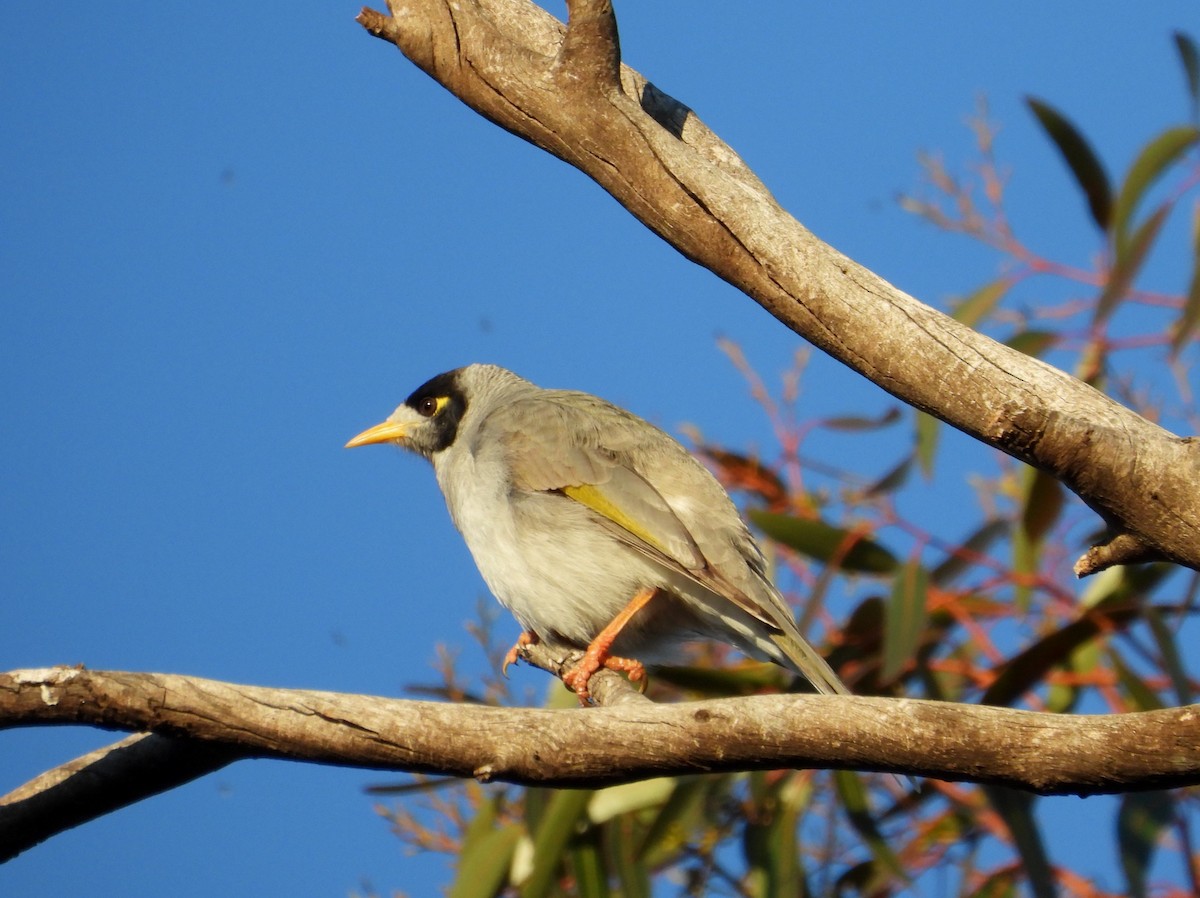 Noisy Miner - ML618948416