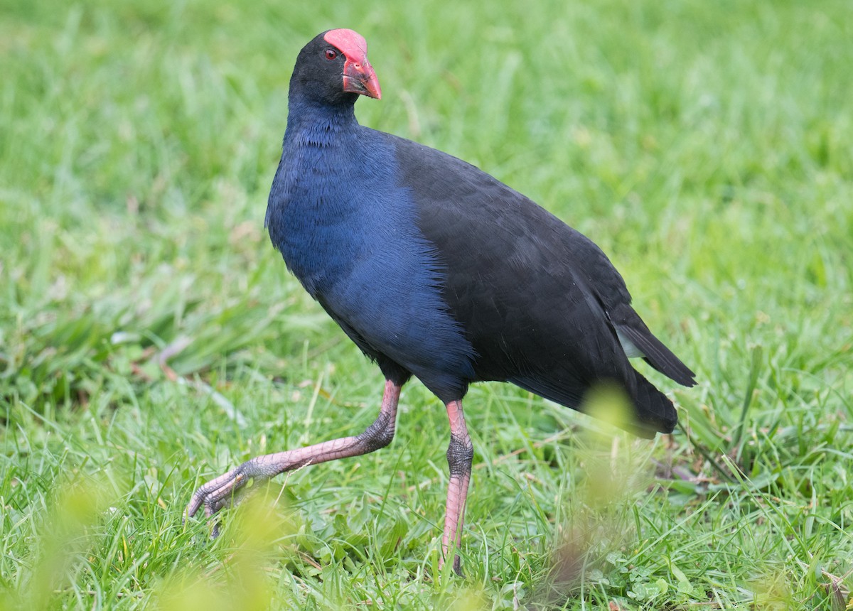 Australasian Swamphen - John Daniels