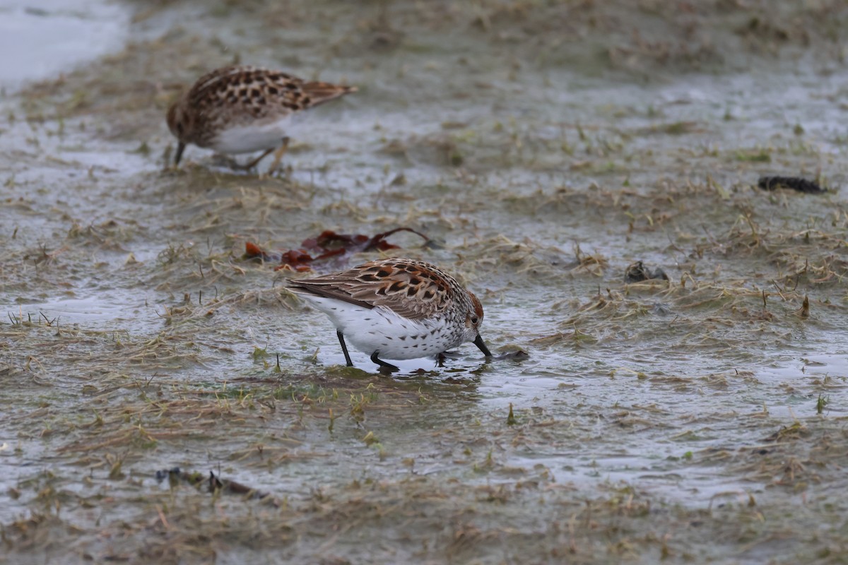 Western Sandpiper - ML618948435