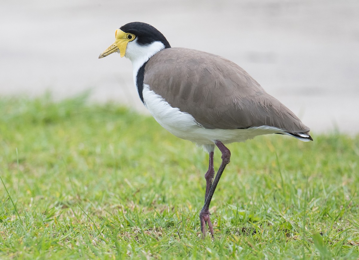 Masked Lapwing - John Daniels