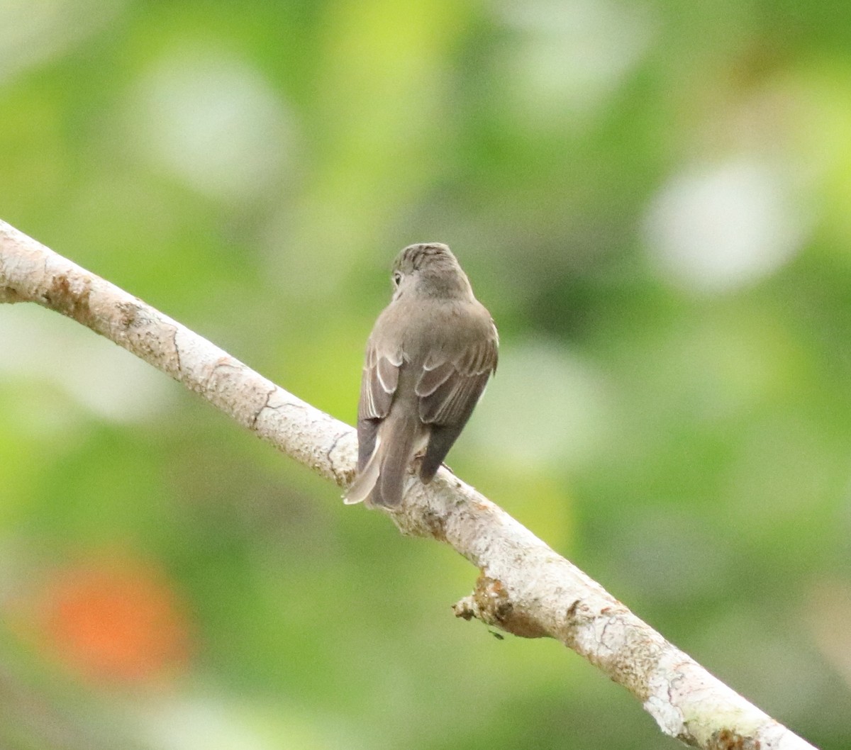 Asian Brown Flycatcher - Afsar Nayakkan