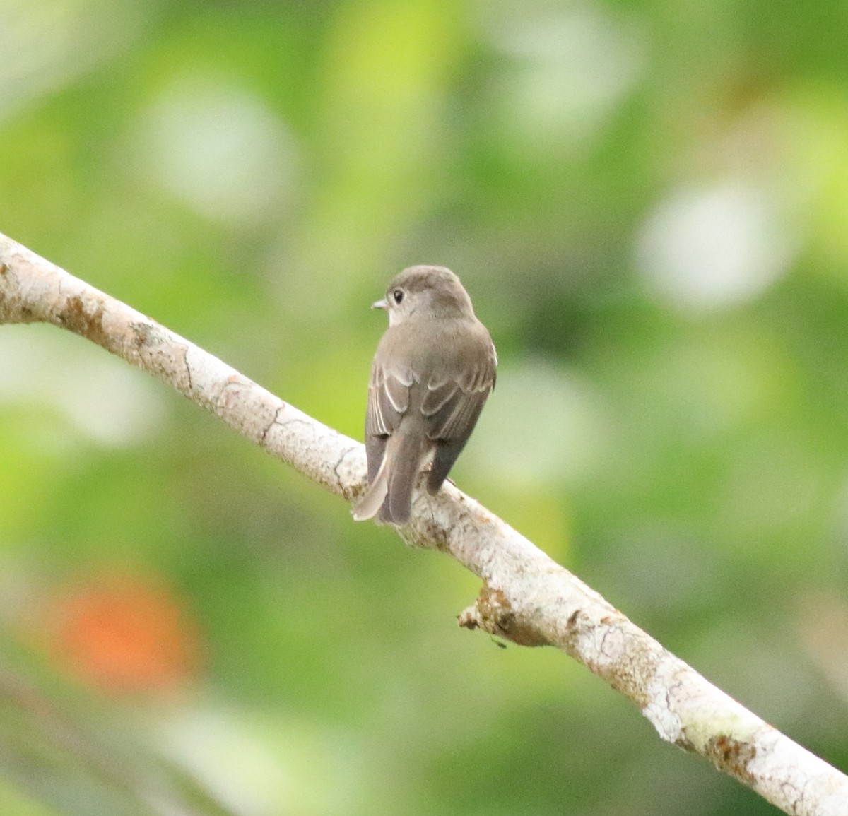 Asian Brown Flycatcher - ML618948450