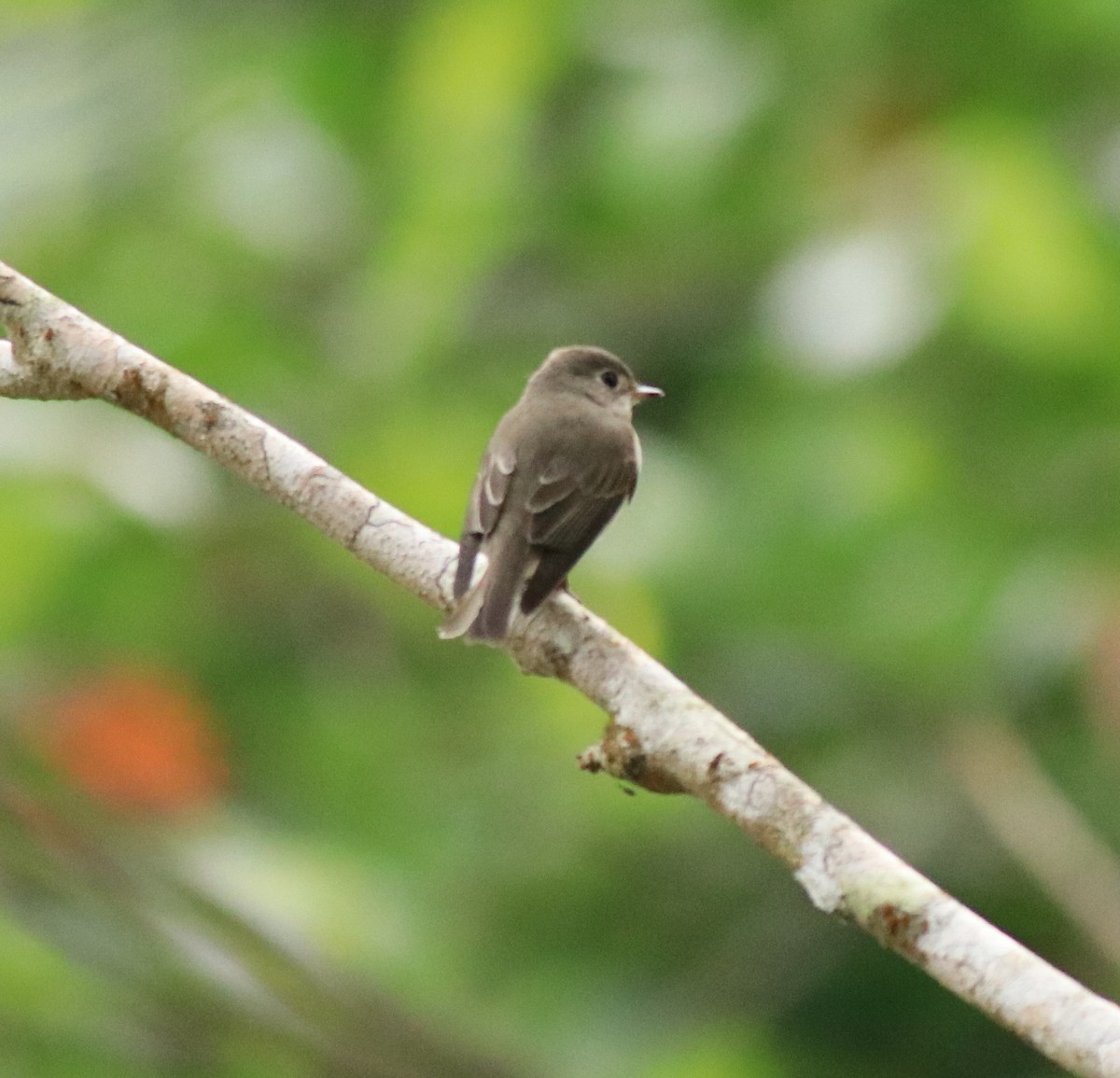 Asian Brown Flycatcher - Afsar Nayakkan