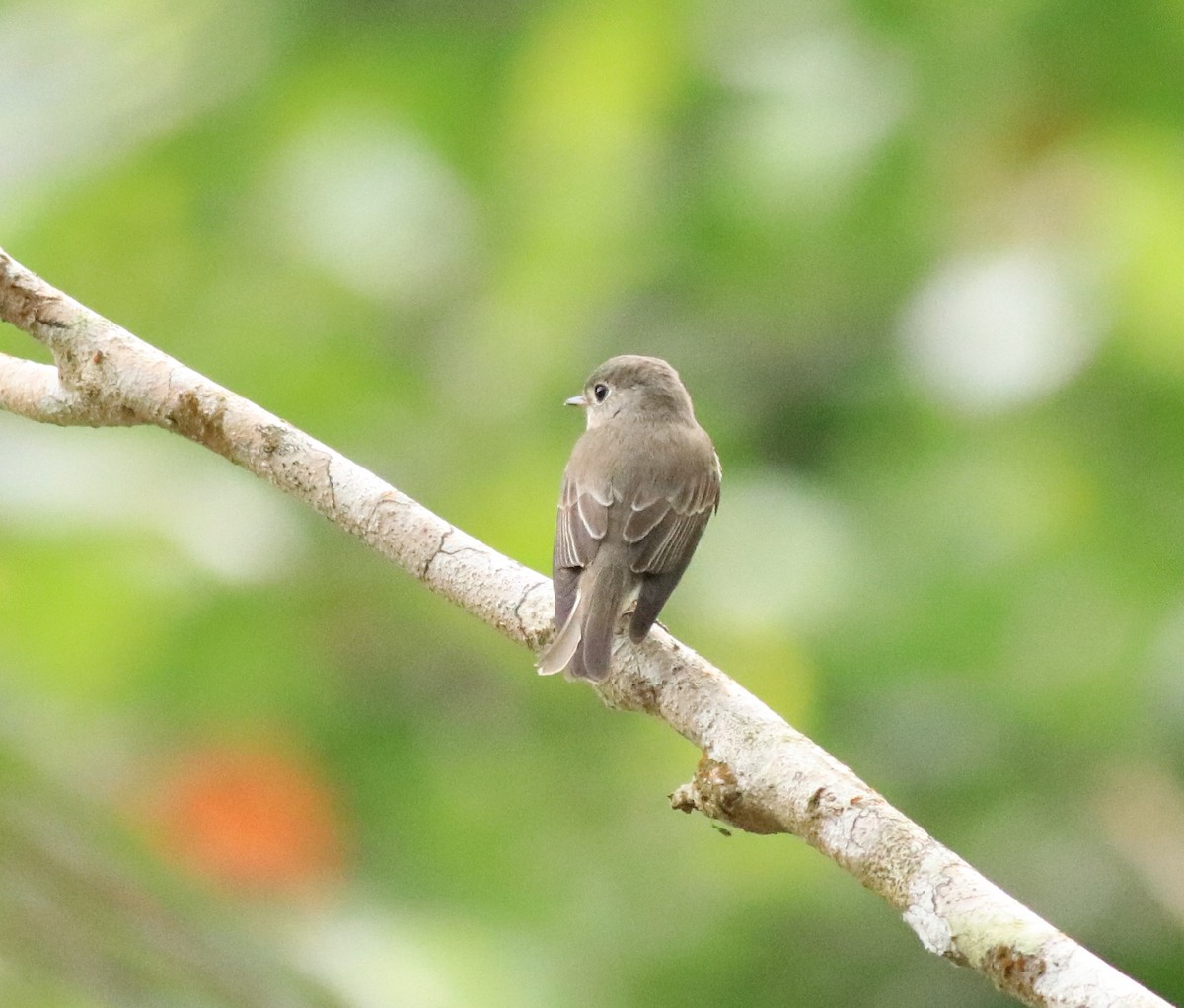 Asian Brown Flycatcher - Afsar Nayakkan