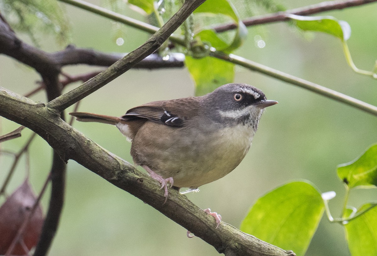 White-browed Scrubwren - ML618948458