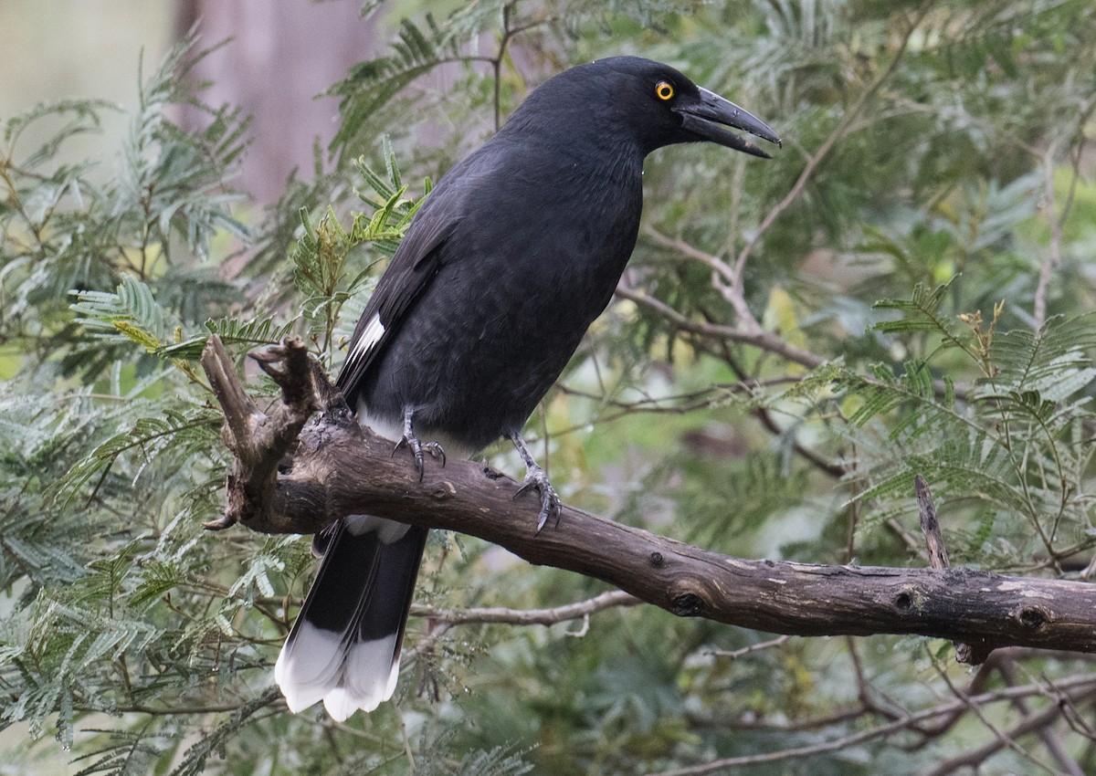 Pied Currawong - John Daniels