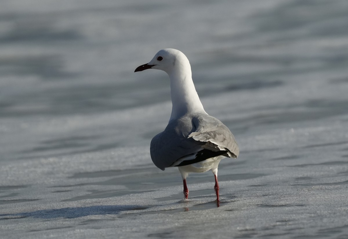 Hartlaub's Gull - ML618948472