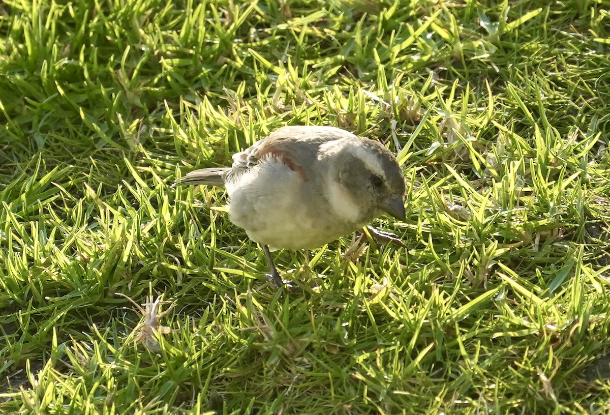 Cape Sparrow - Anthony Schlencker