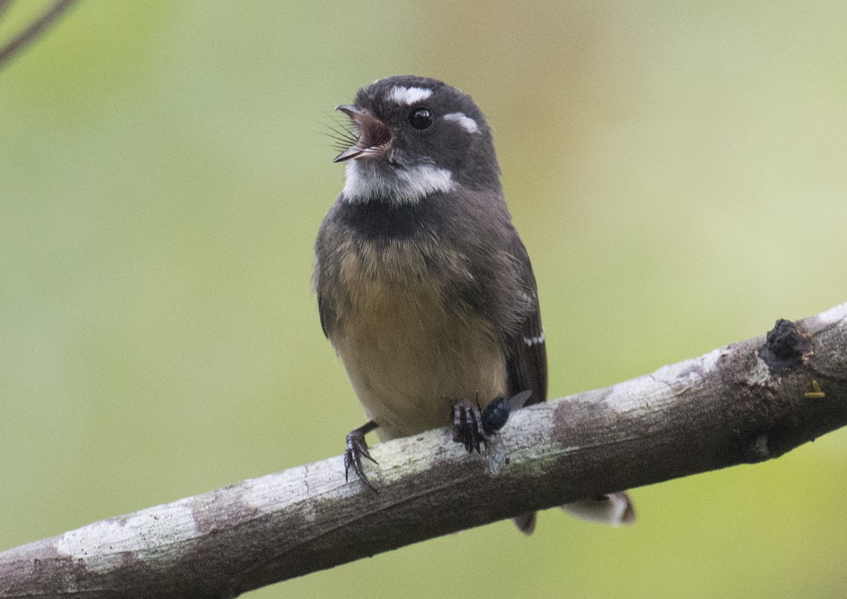 Gray Fantail - John Daniels