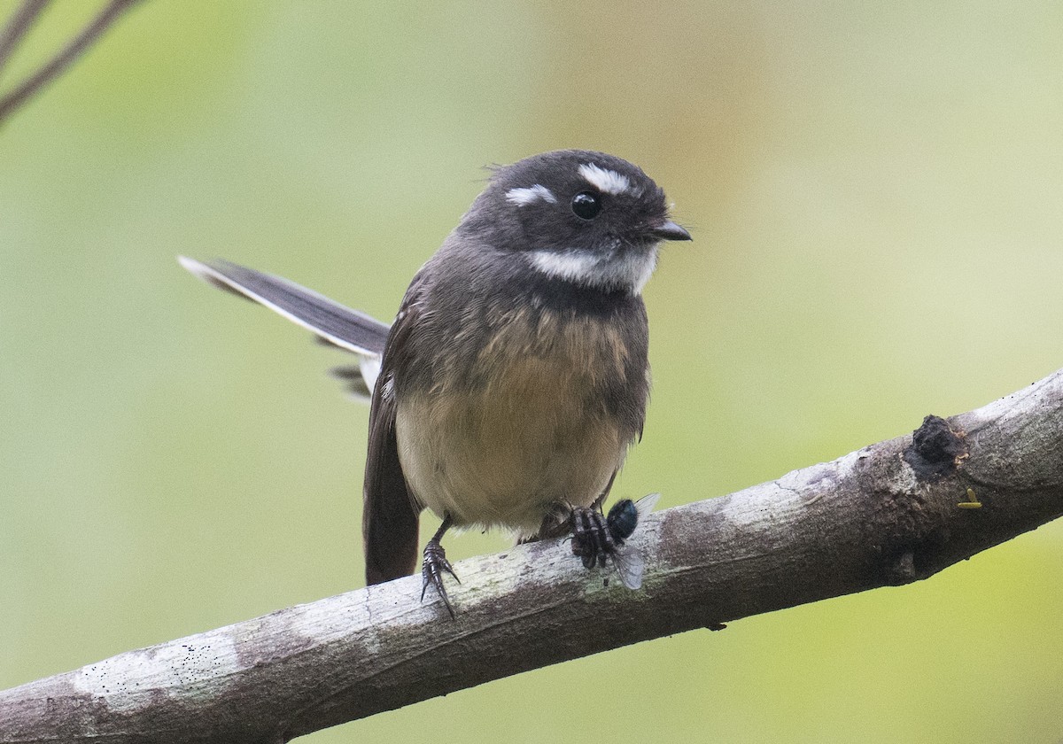 Gray Fantail - John Daniels