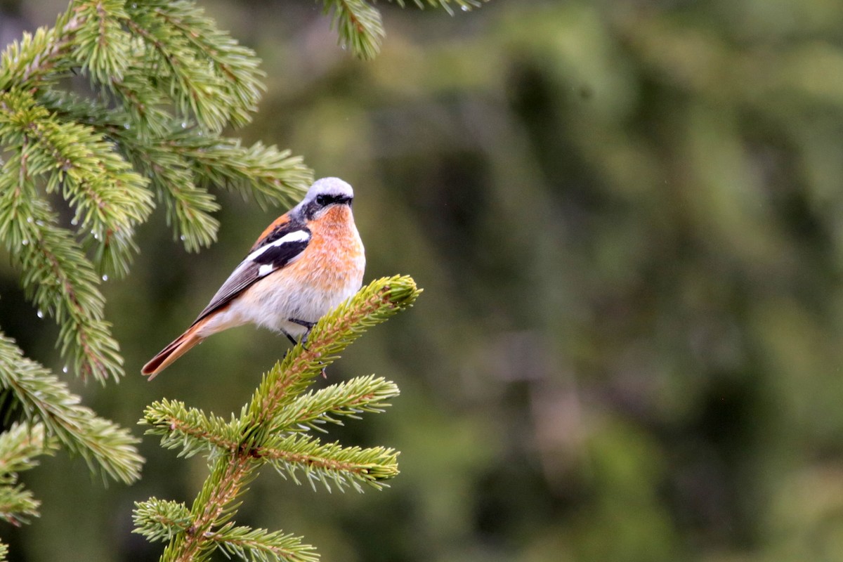 Rufous-backed Redstart - ML618948541