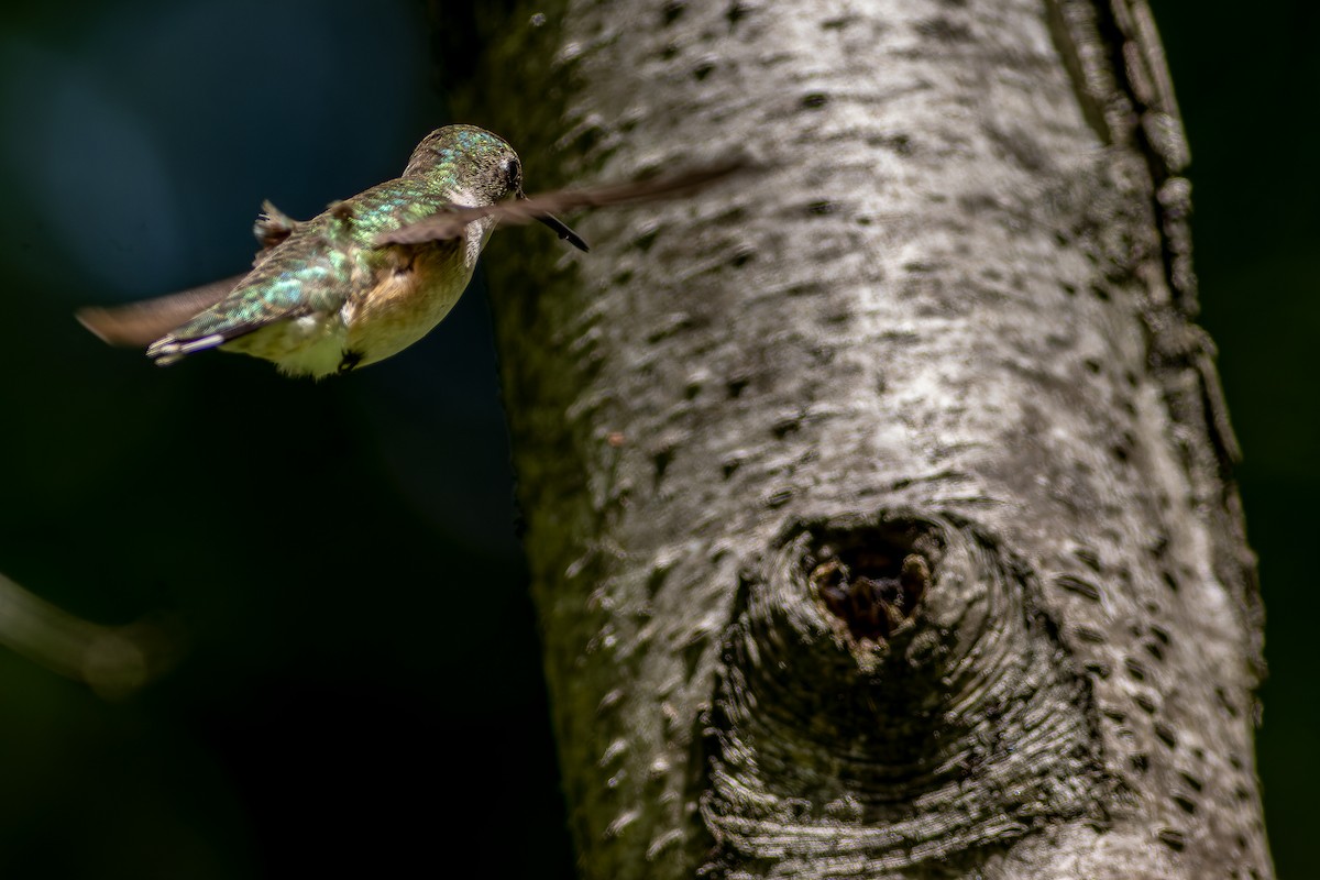 Ruby-throated Hummingbird - Sandra Beltrao