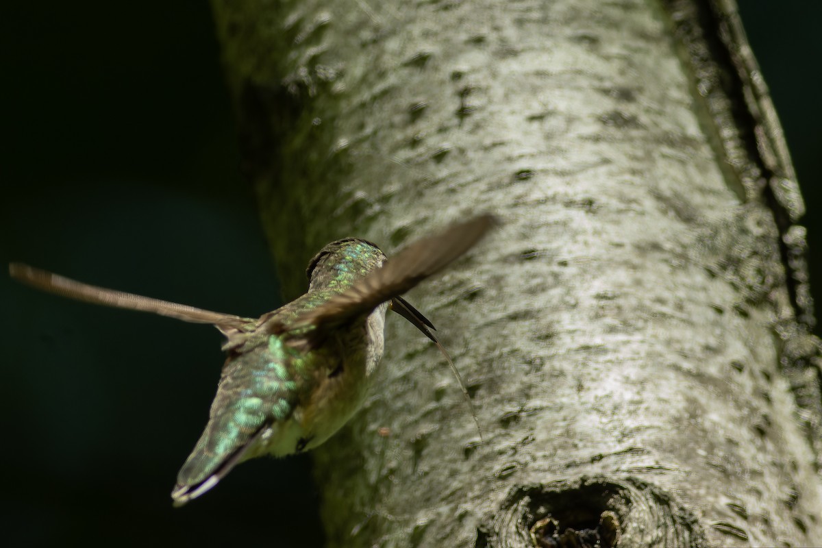 Ruby-throated Hummingbird - ML618948545