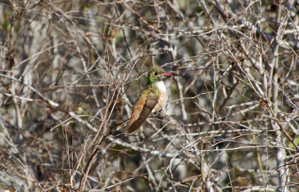 Amazilia Hummingbird - Frances Oliver