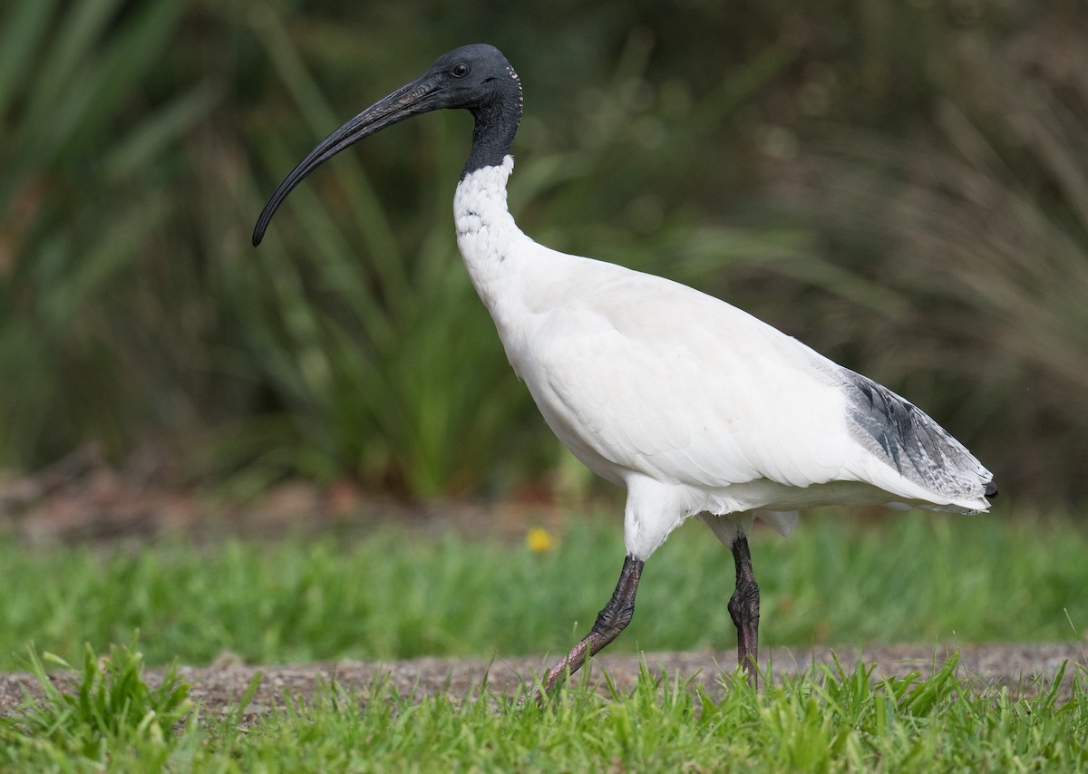 Australian Ibis - ML618948552