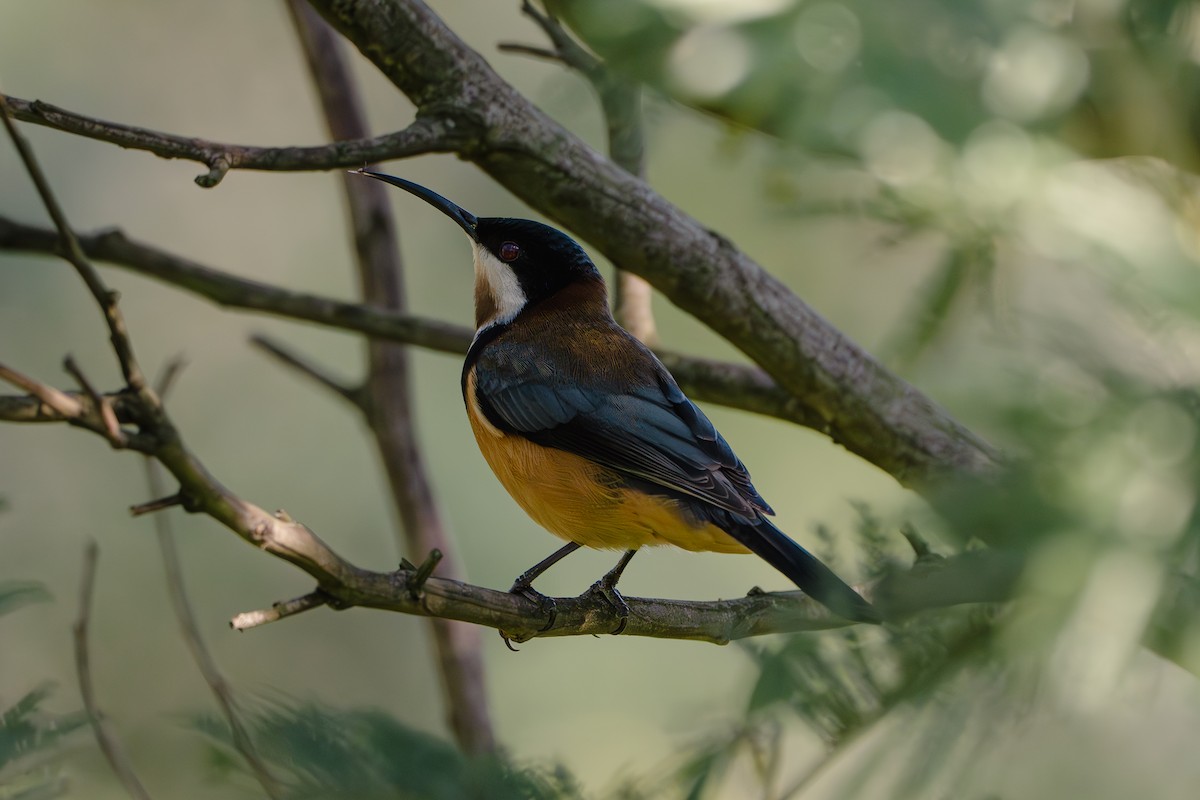 Eastern Spinebill - ML618948553