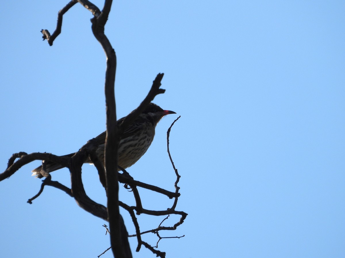 Spiny-cheeked Honeyeater - Joanne Thompson