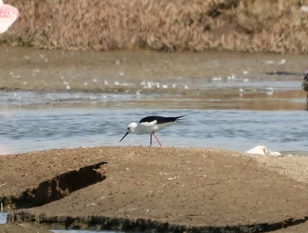 Black-winged Stilt - Anthony Schlencker