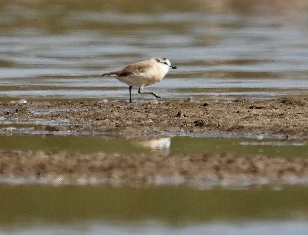 White-fronted Plover - Anthony Schlencker