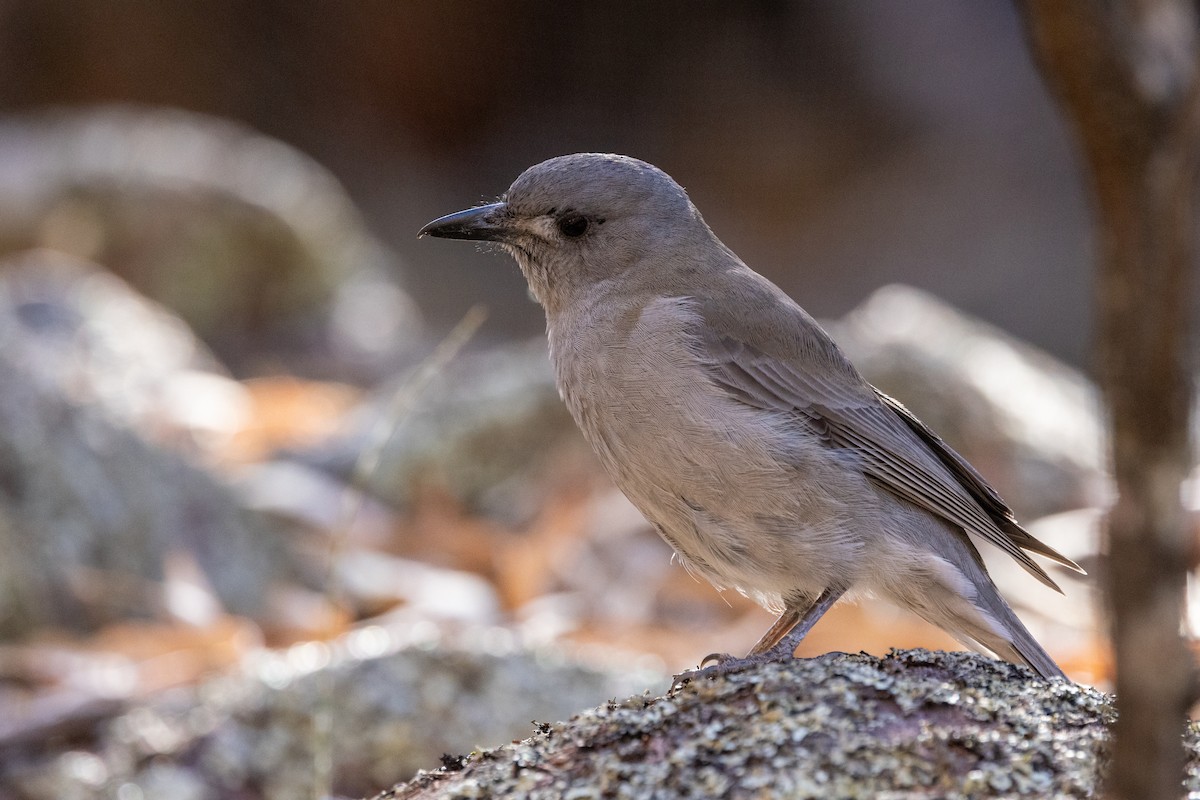 Gray Shrikethrush - Richard and Margaret Alcorn