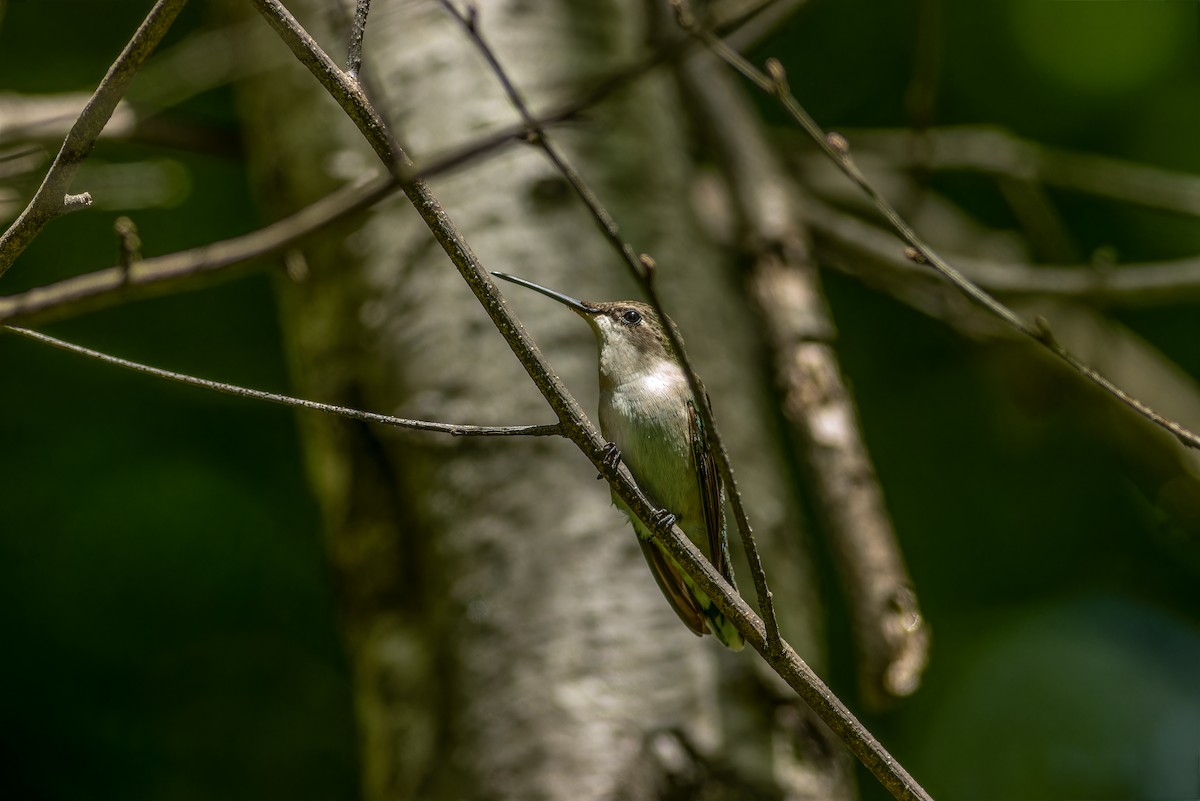 Ruby-throated Hummingbird - ML618948576