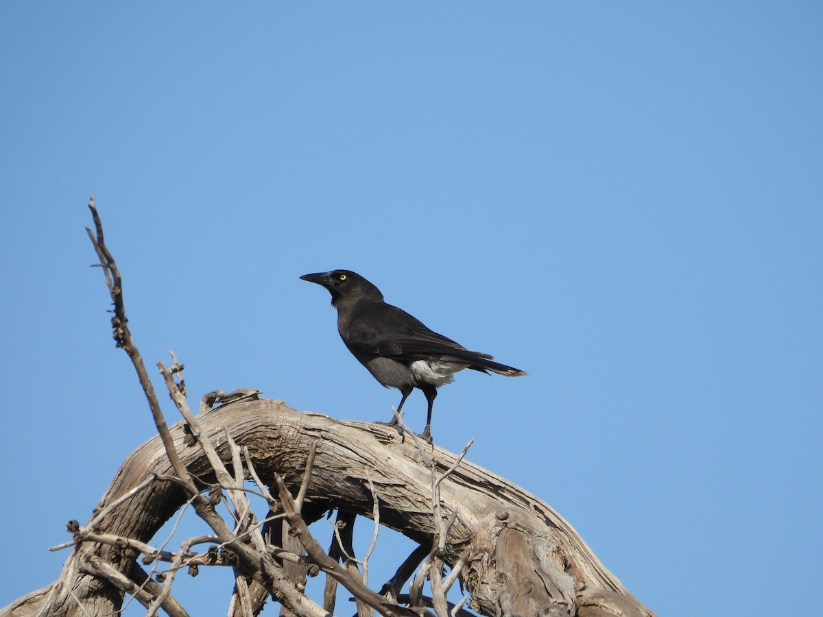 Gray Currawong - Joanne Thompson