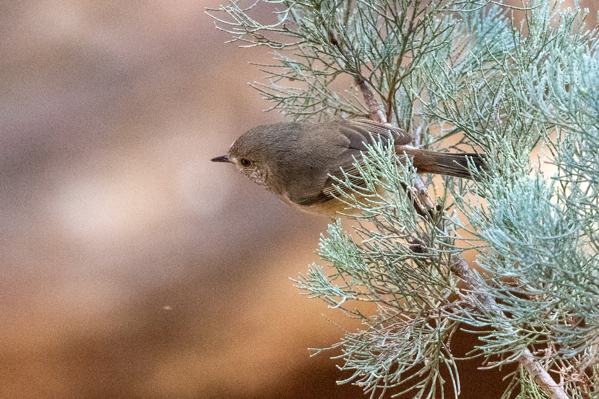 Inland Thornbill - Richard and Margaret Alcorn