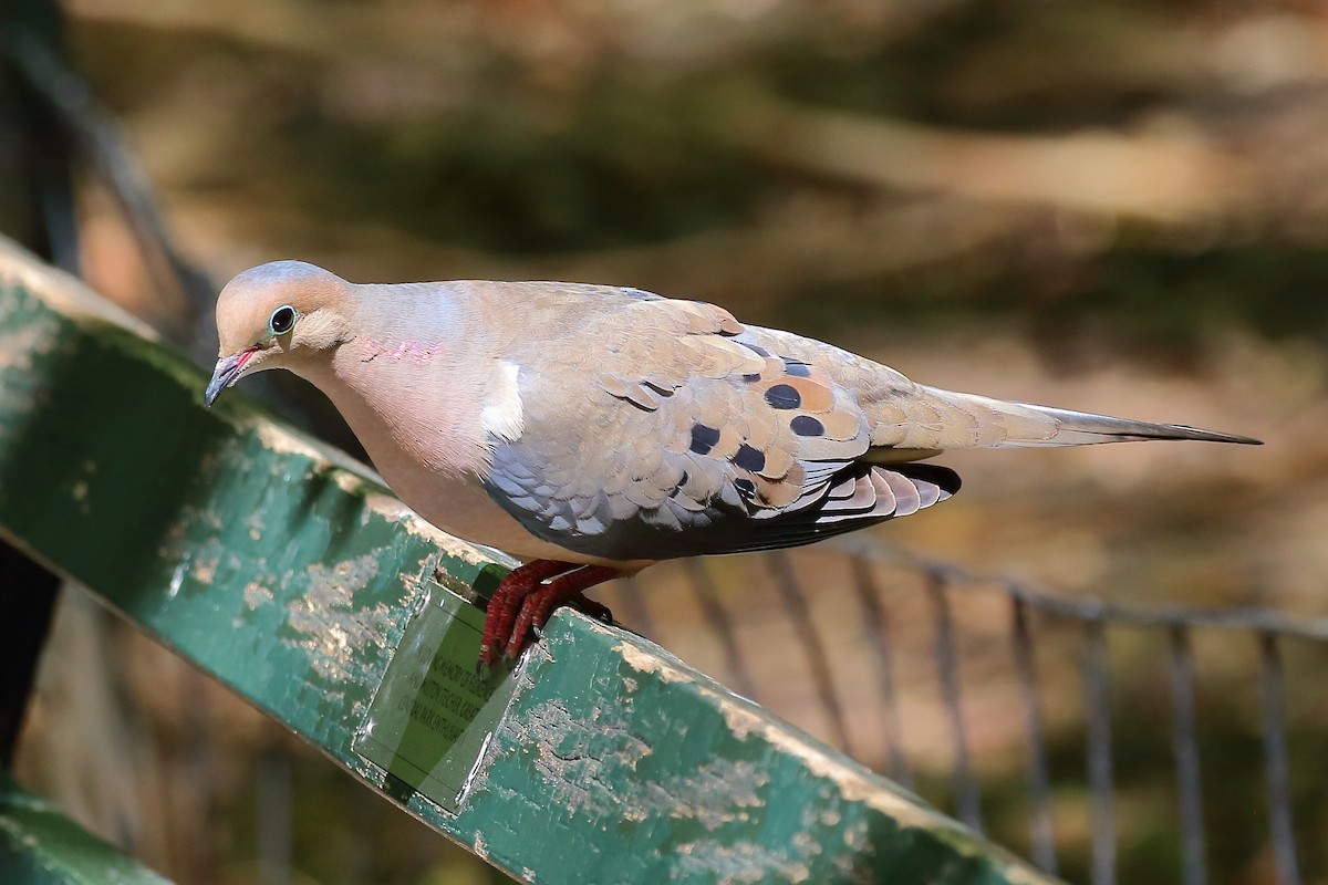 Mourning Dove - Scott Eaton